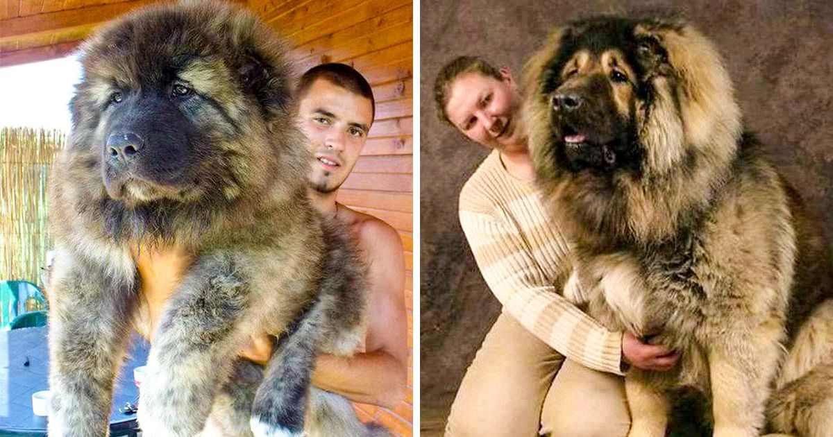 19 Heart-Melting Images of Animals That Are Perfect for Hugging ...