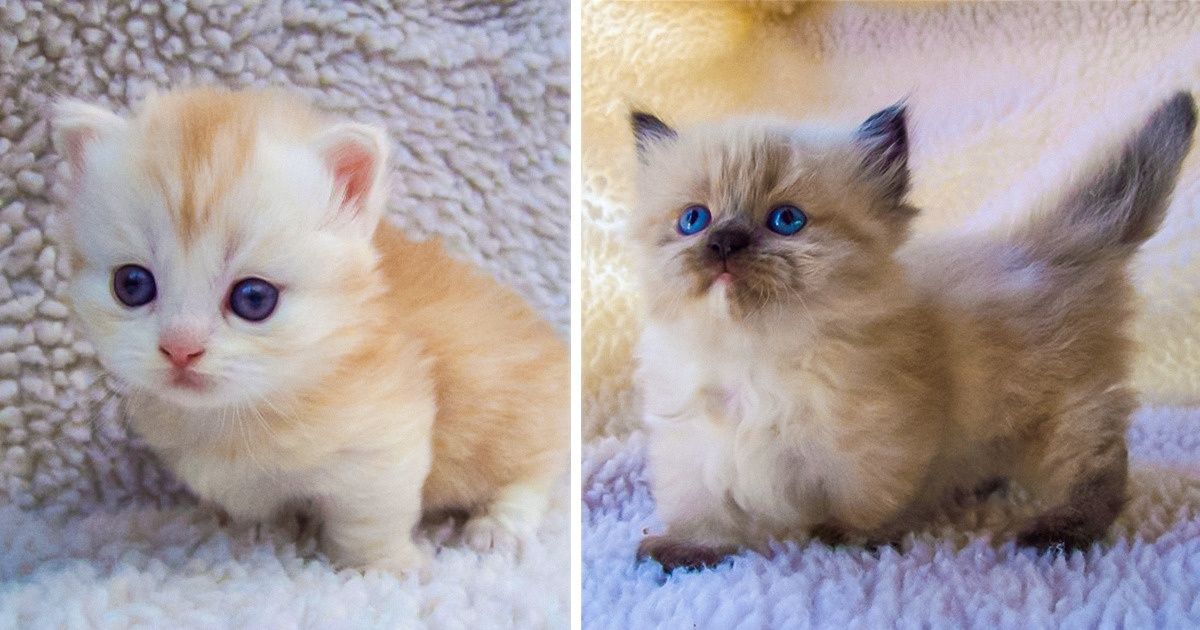 23 Charming Animals Composed of 100% Cuteness