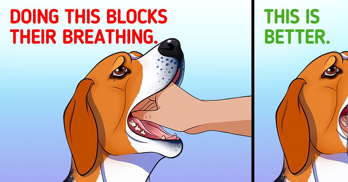 What to Do If Your Pet Is Choking