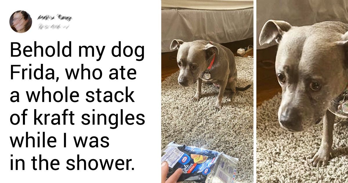 19 Animals Whose Emotions Are Written on Their Muzzles