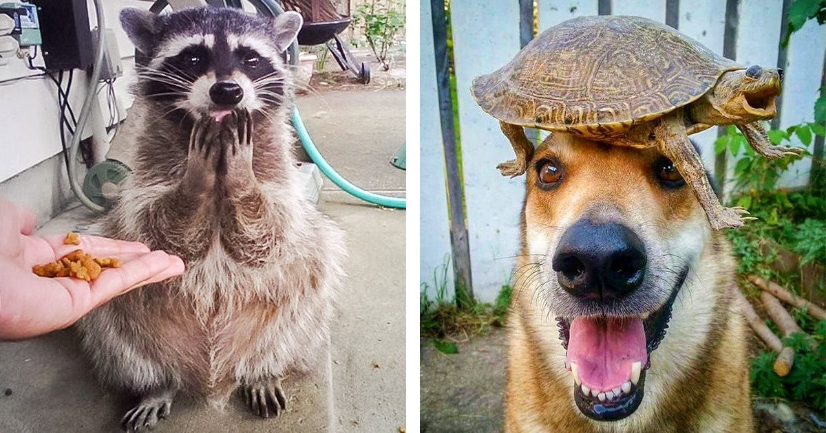 25 Animal Photos Taken at Just the Right Moment (New Pics)