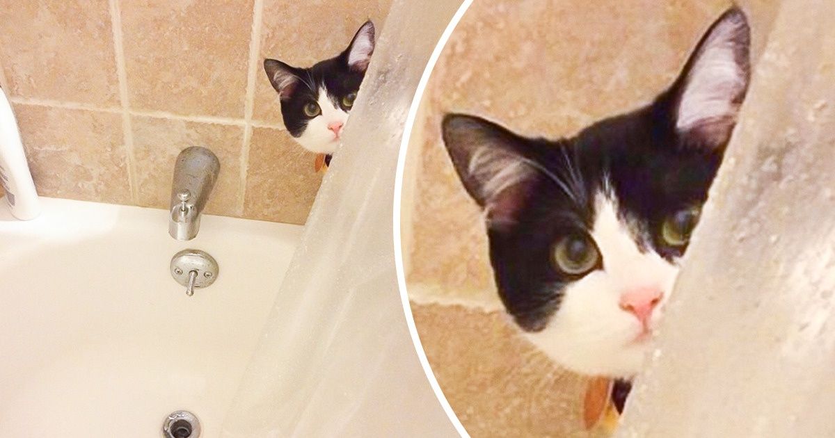 20 Clingy Pets That Won’t Leave Their Owners Alone 20 Clingy Pets That Won’t Leave Their Owners Alone