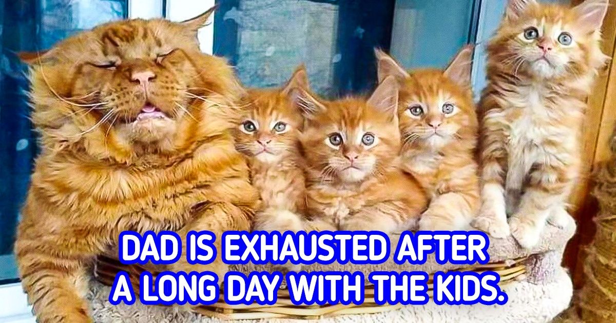15+ Pets Who Probably Were Humans in a Past Life