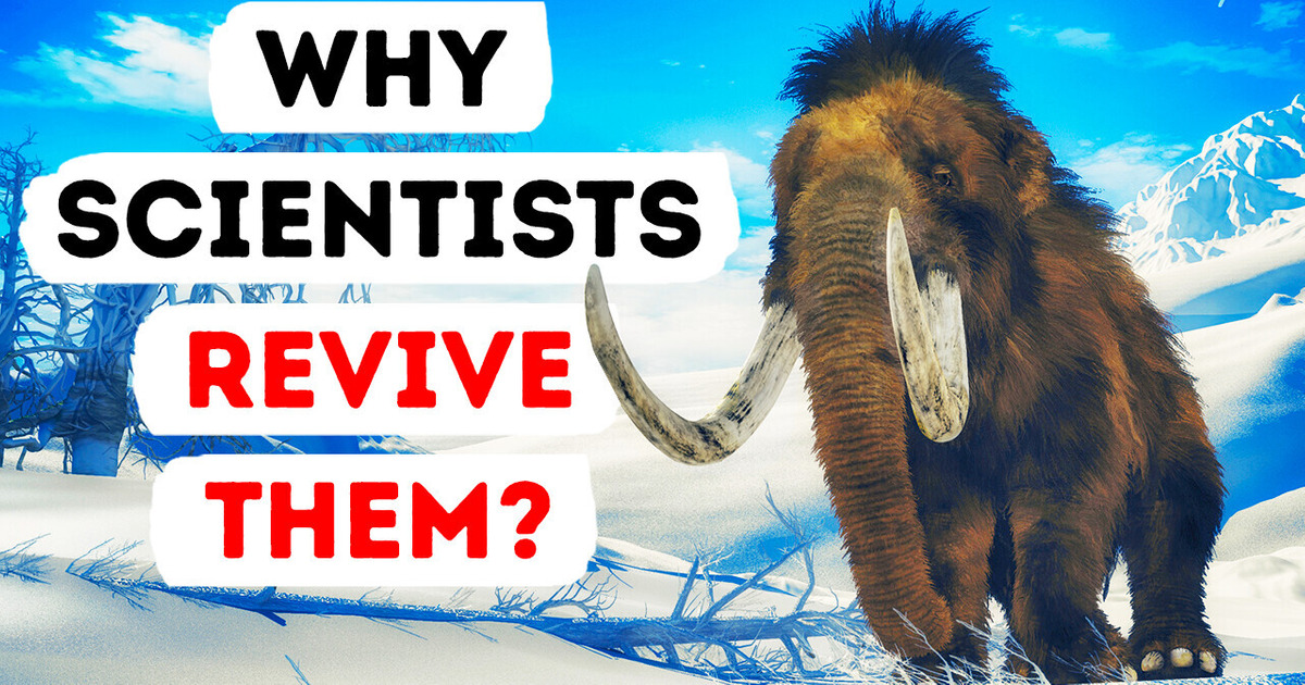 You’ll Probably See Mammoths Walking Around in Near Future You’ll Probably See Mammoths Walking Around in Near Future