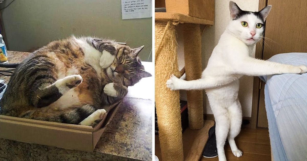 25+ Hilarious Cats Who’ve Conquered the Internet