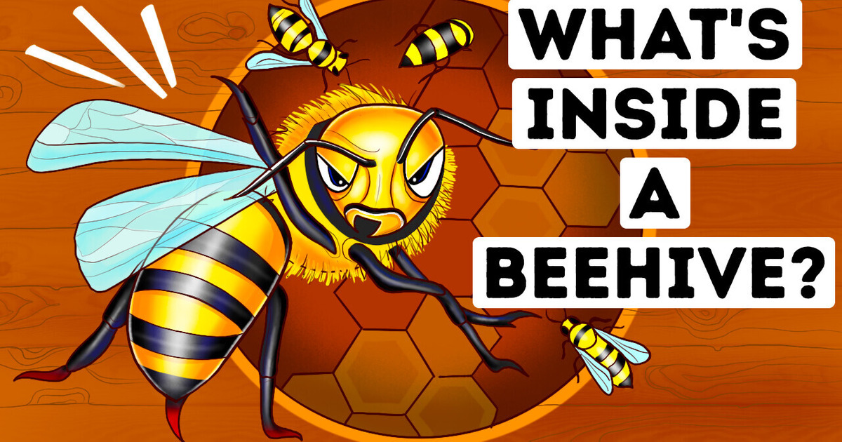 What You’d See If You Could Walk Into a Beehive