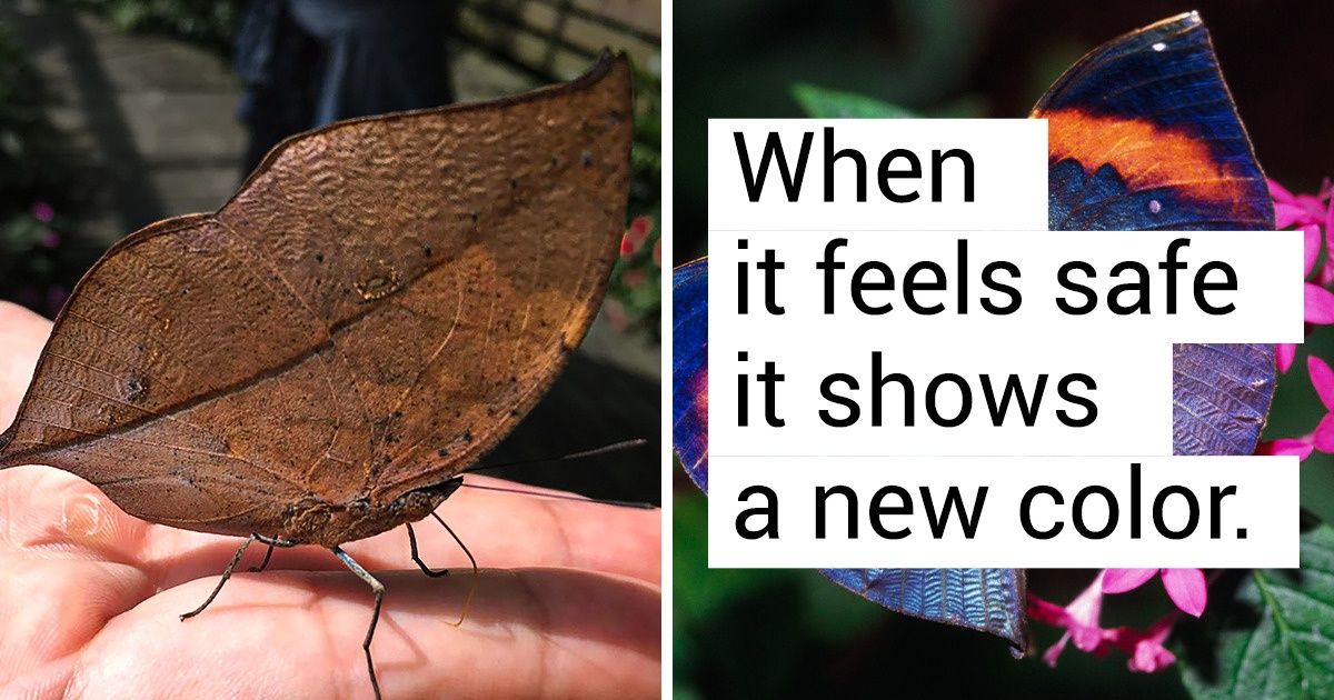 Don’t Trust Your Eyes, This Leaf Is Actually a Butterfly