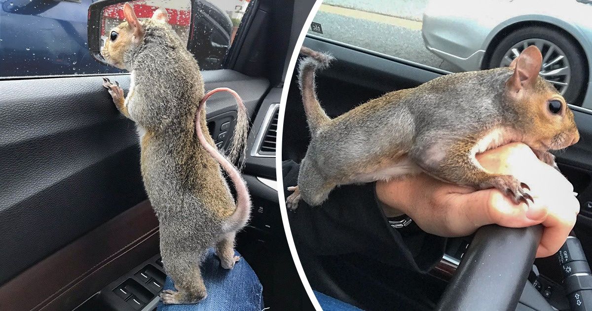 A Rescue Squirrel Likes to Travel and Follows Her Human Buddy Everywhere A Rescue Squirrel Likes to Travel and Follows Her Human Buddy Everywhere