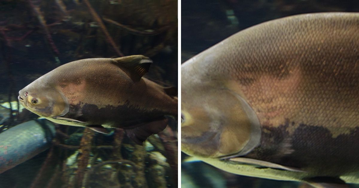 15 Pics That Are Not What They Seem at First Sight