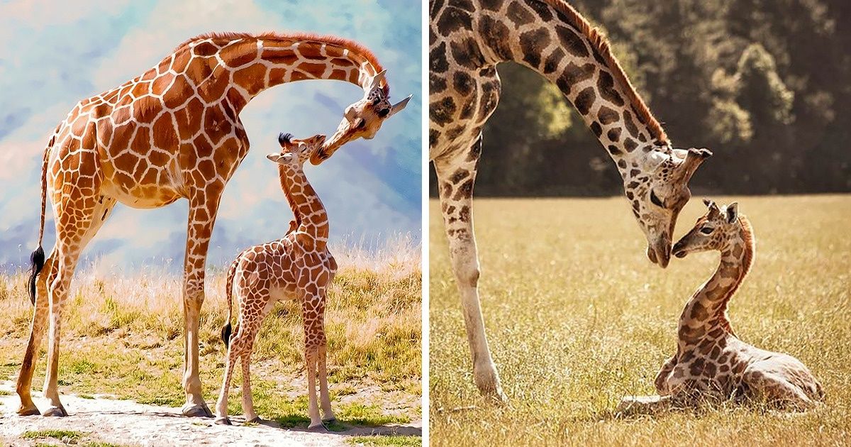 Где живет жираф на каком материке. Кратко о жирафе для детей. Жираф окружающий мир. Жираф биология. Жираф сообщение.