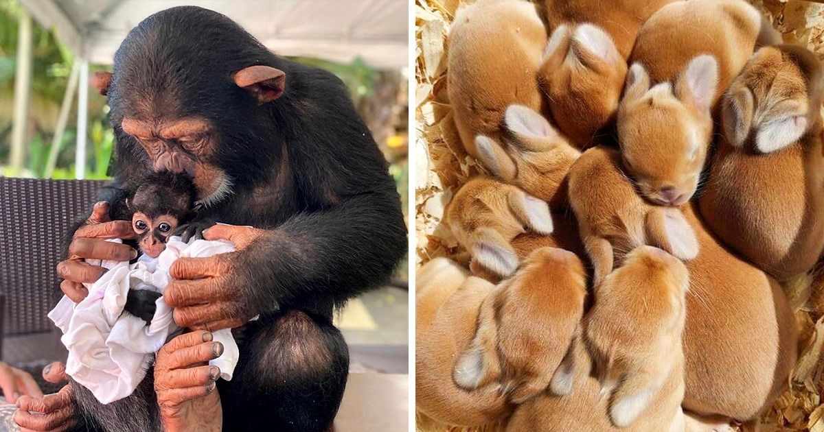 15+ Pics of Cozy Cuddles That Can Help Us Survive This Autumn