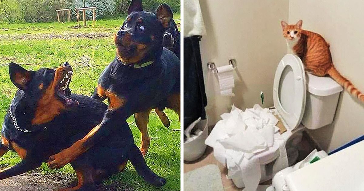 28 Hilarious Animals That Decided to Be Bad Guys
