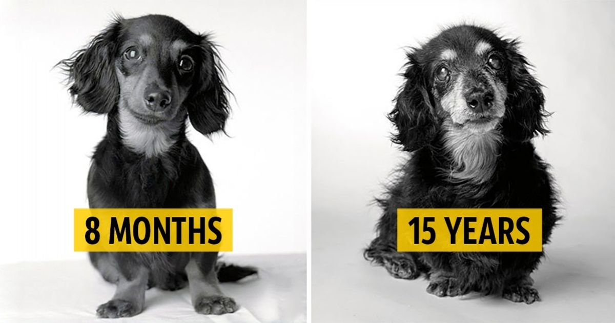 how come dogs age faster than humans