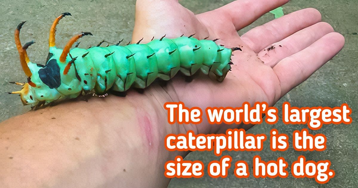 20 Times Evolution Made Some Wild Choices in the Animal Kingdom