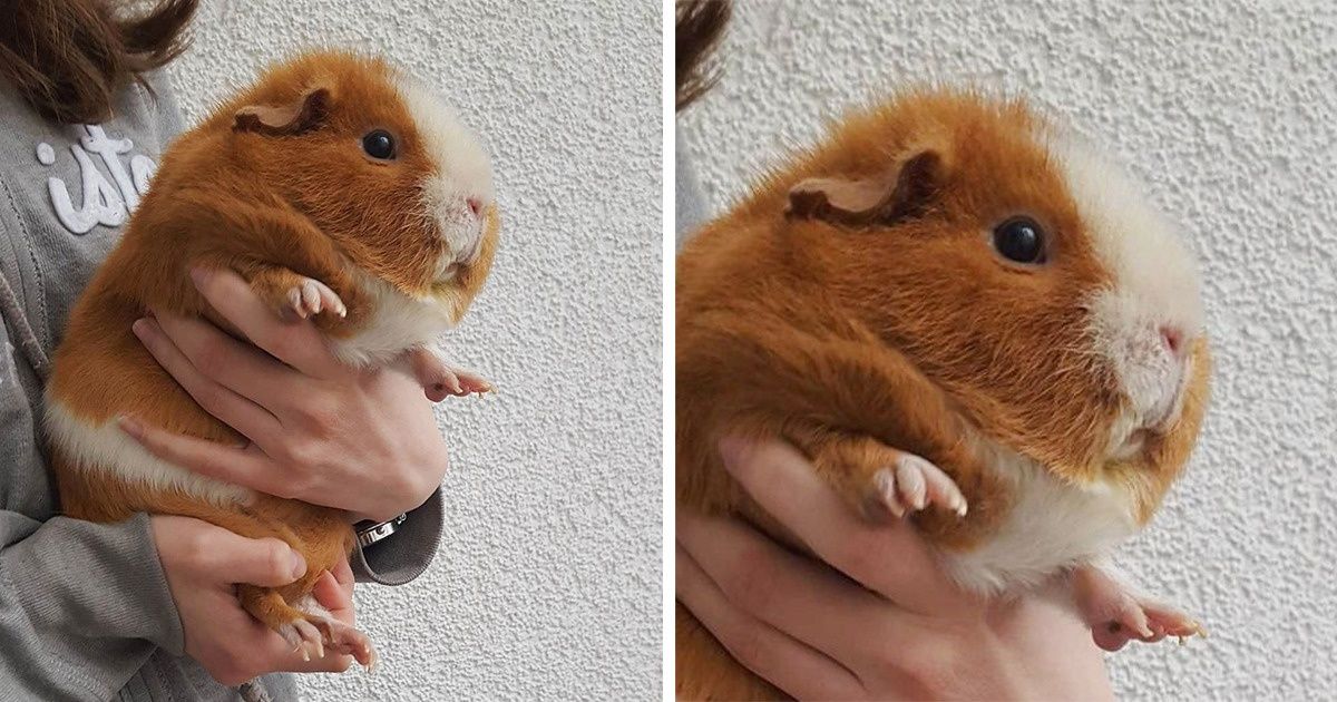 20+ Fluffy Pets That Look So Cute You Might Mistake Them for Stuffed Animals