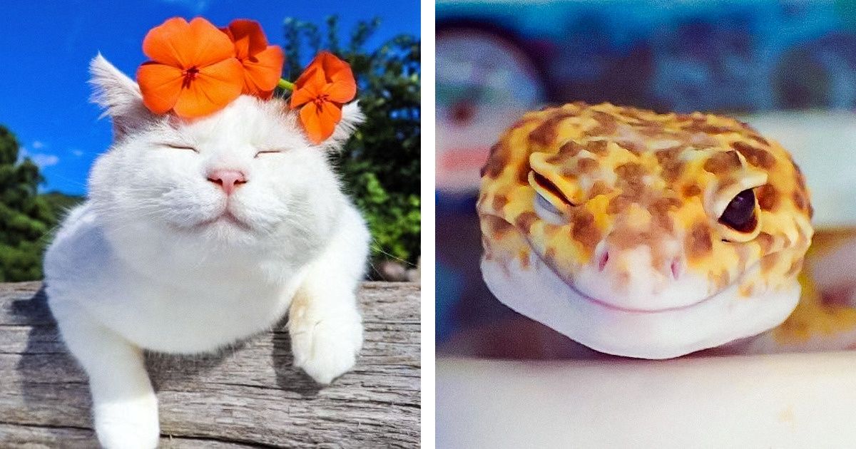 21 Animals Having the Best Day Ever
