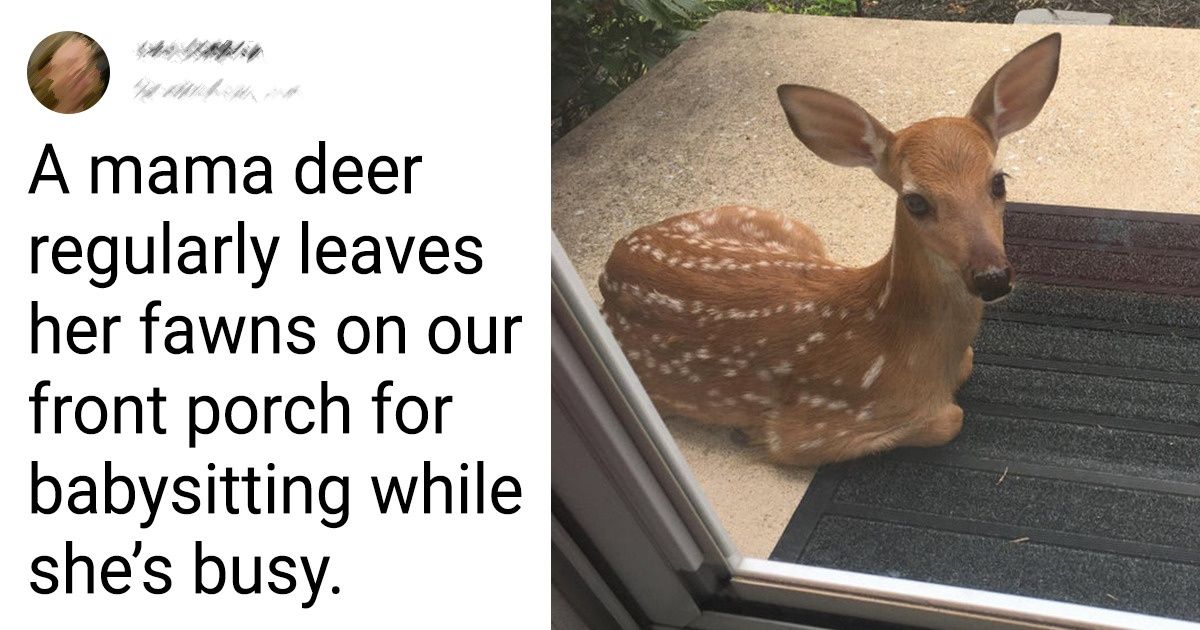 16 Charming Animal Intruders Who Brightened Up Our Lives Without Warning 16 Charming Animal Intruders Who Brightened Up Our Lives Without Warning