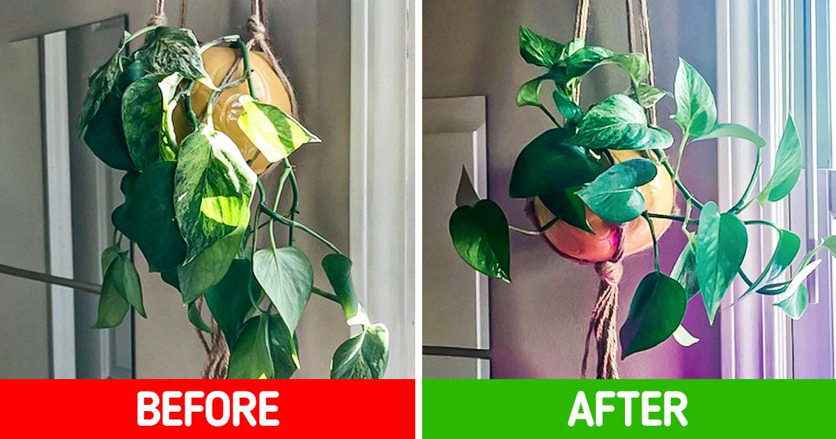 9 Hidden Reasons for Why Your Plants Are Not Thriving and What You Can Do to Save Them