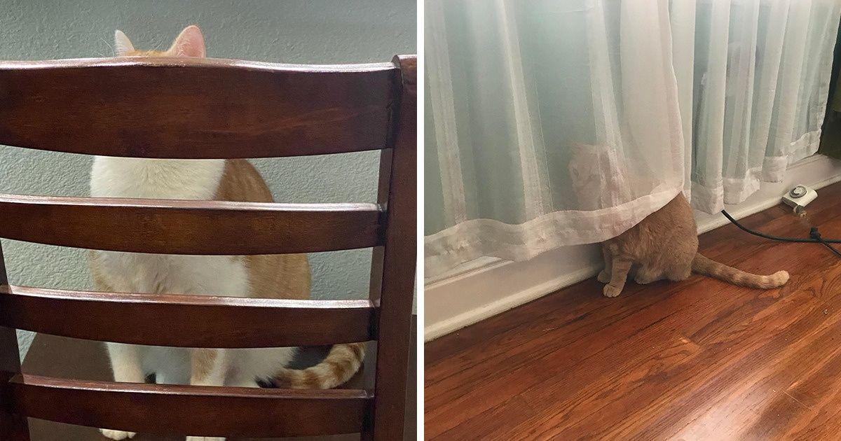 20 Pets That Like to Hide From Their Owners, and We Want to Cuddle With Them Even More 20 Pets That Like to Hide From Their Owners, and We Want to Cuddle With Them Even More