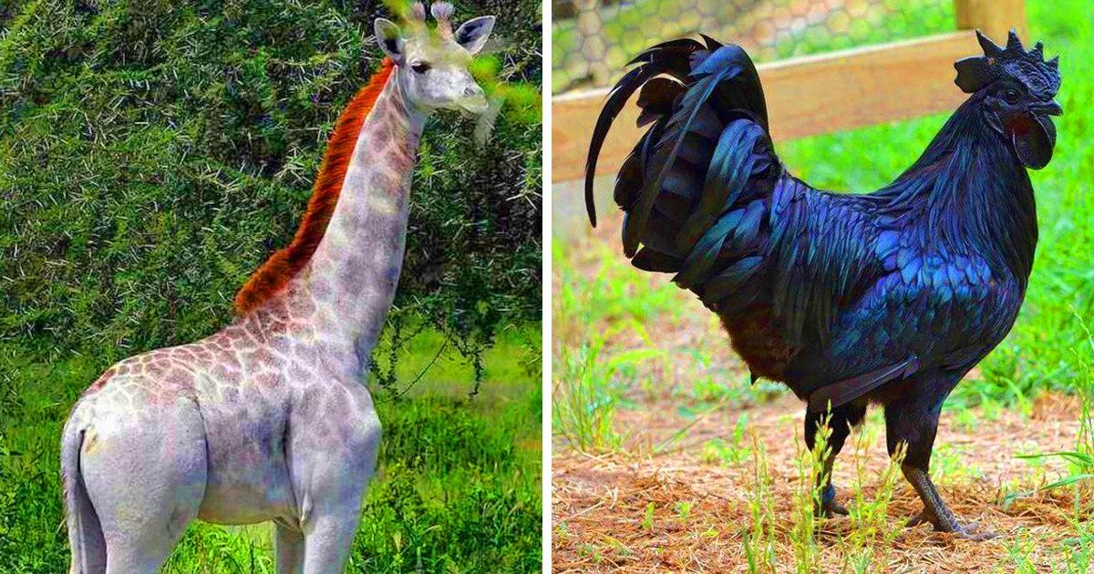 20 Times Nature Had Fun Coloring the Animals