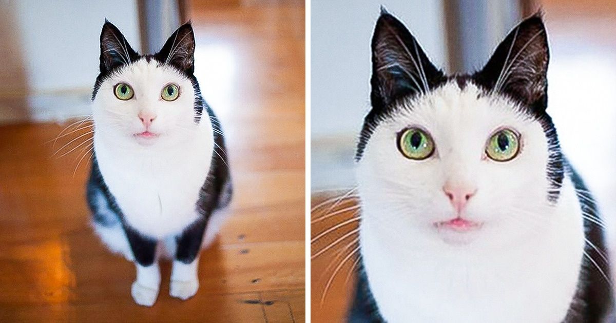 20+ Unusual Looking Animals That Are Still Very Charming