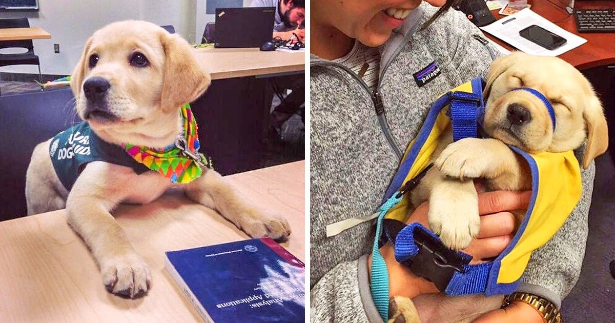 20 Service Dogs Who Would Easily Win “the Cutest Employee of the Year” Award