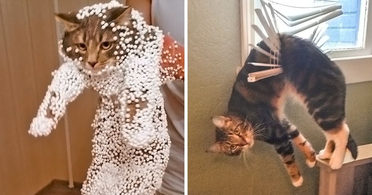 24 Animal Photos That Are So Baffling, You Might Need a Sedative to Look at Them