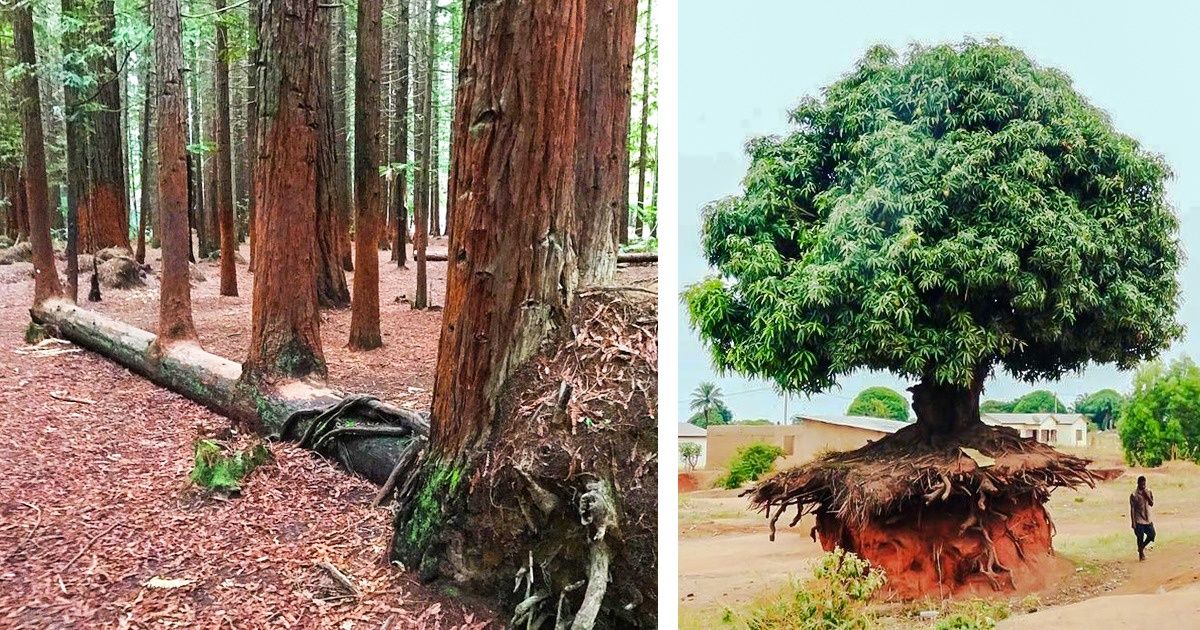 20 Trees Whose Desire to Live Is So Strong, They Can Survive Anything