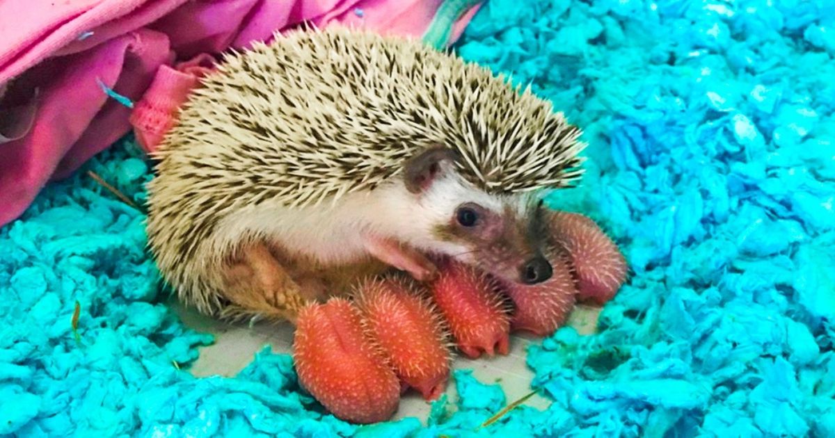 18 Precious Animal Babies You've Probably Never Seen