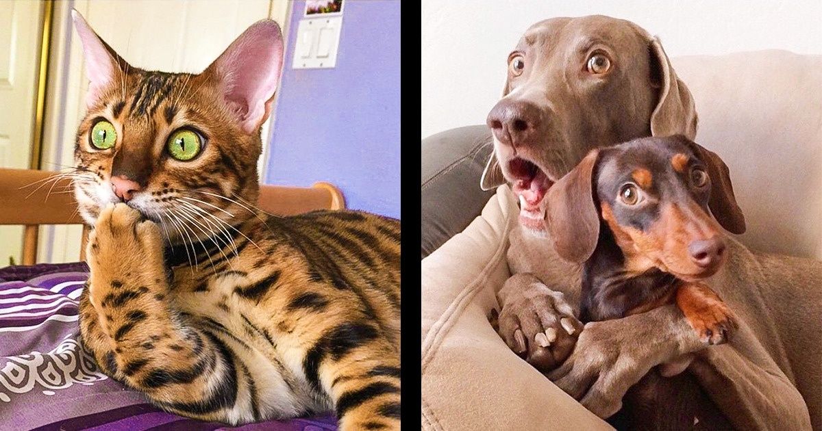 21 Animals That Behave Just Like People, and It’s So Funny It Hurts 21 Animals That Behave Just Like People, and It’s So Funny It Hurts