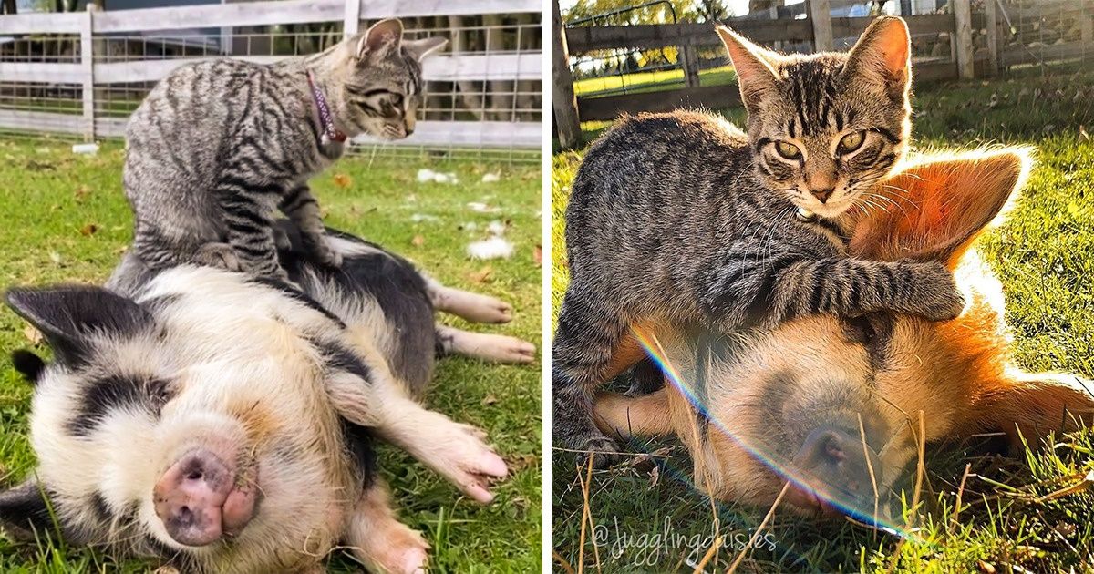 My Name Is Ernest. I’m a Farm Cat and I Just Can’t Stop Massaging My Fluffy Friends