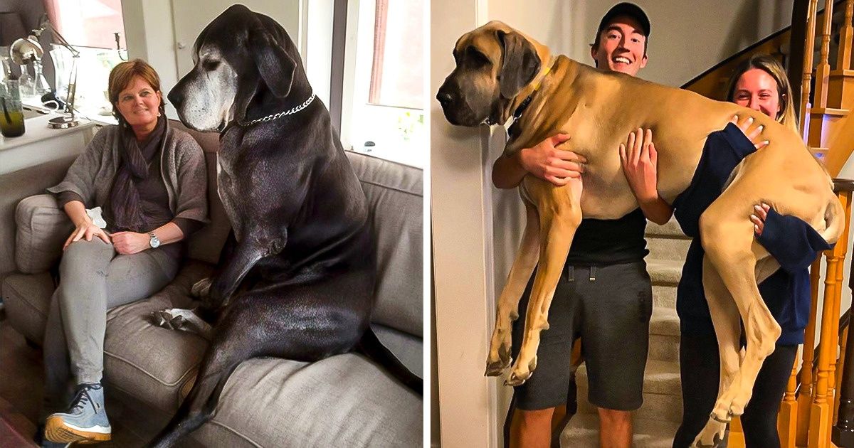 20 Overgrown Pets Who Have No Idea How Big They Are 20 Overgrown Pets Who Have No Idea How Big They Are