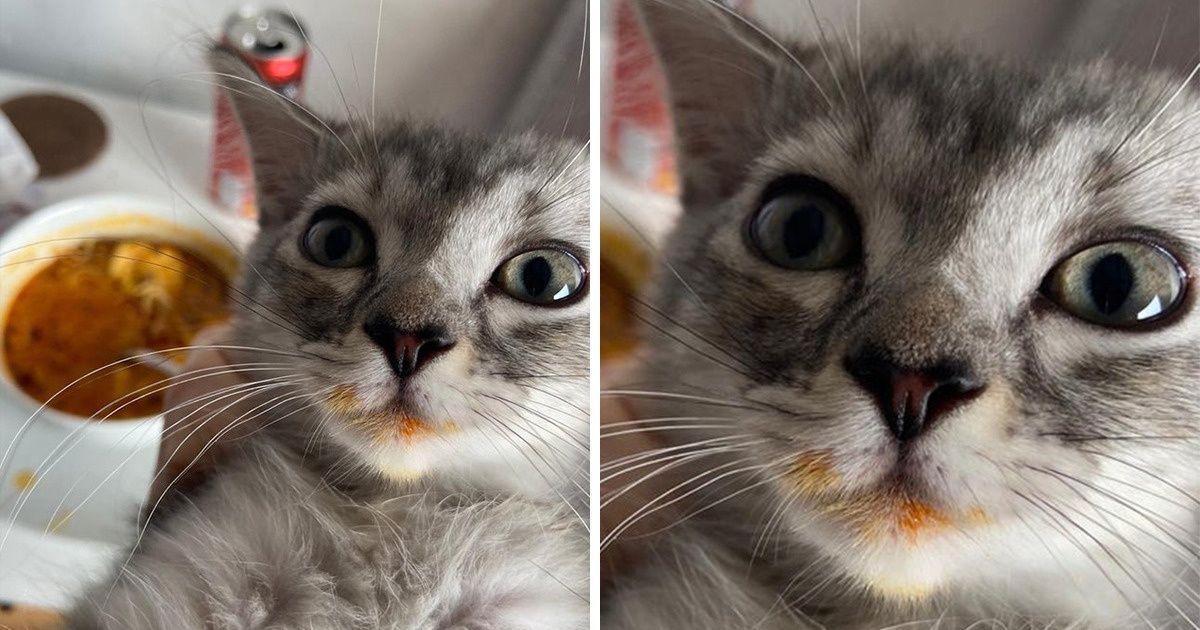17 Sneaky Animals That Managed to Steal Food from Distracted Humans 17 Sneaky Animals That Managed to Steal Food from Distracted Humans