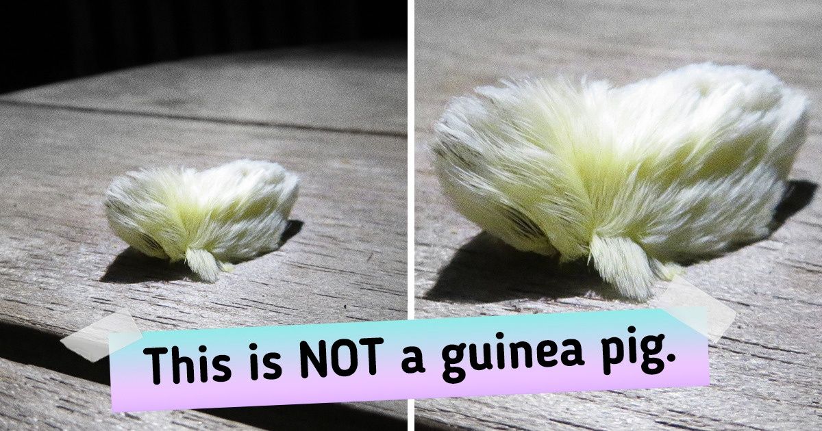 17 Animal Spies Who Pretended to Be Something Else and Almost Fooled Us