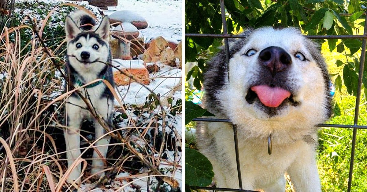 24 Shots Proving Huskies Are Big Weirdos