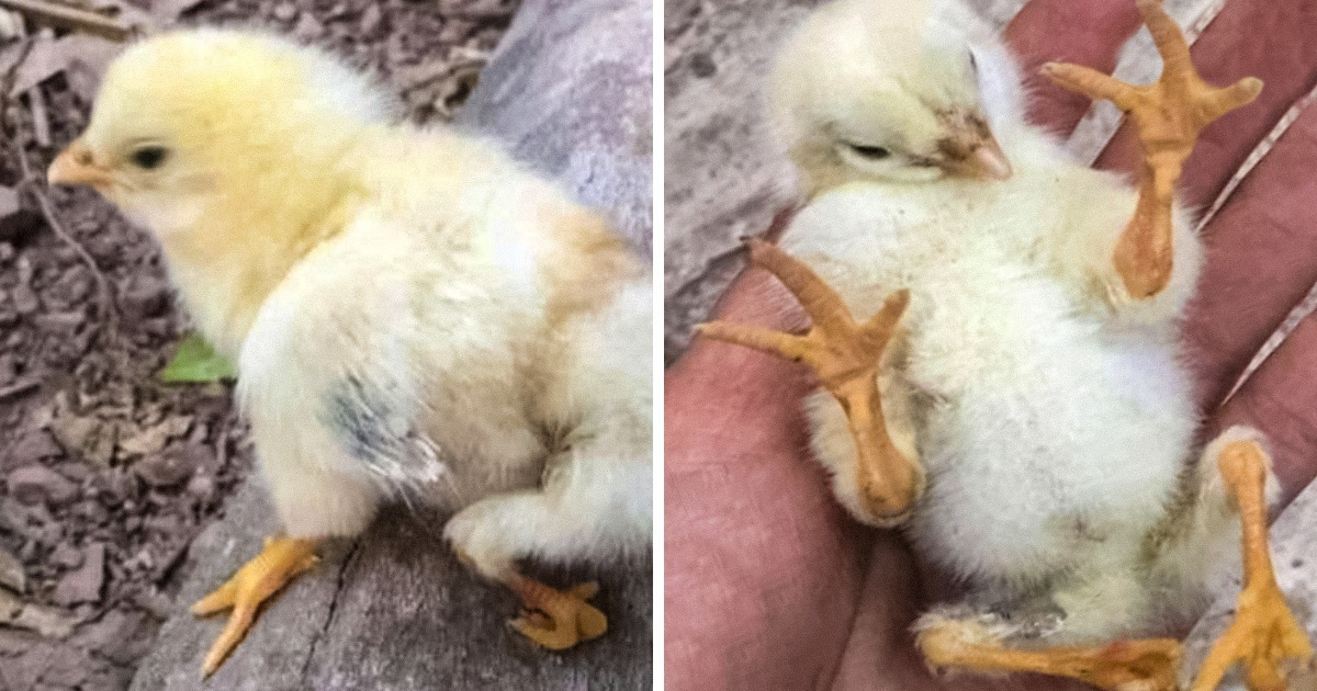 15 Times When Genetics Played Against the Rules