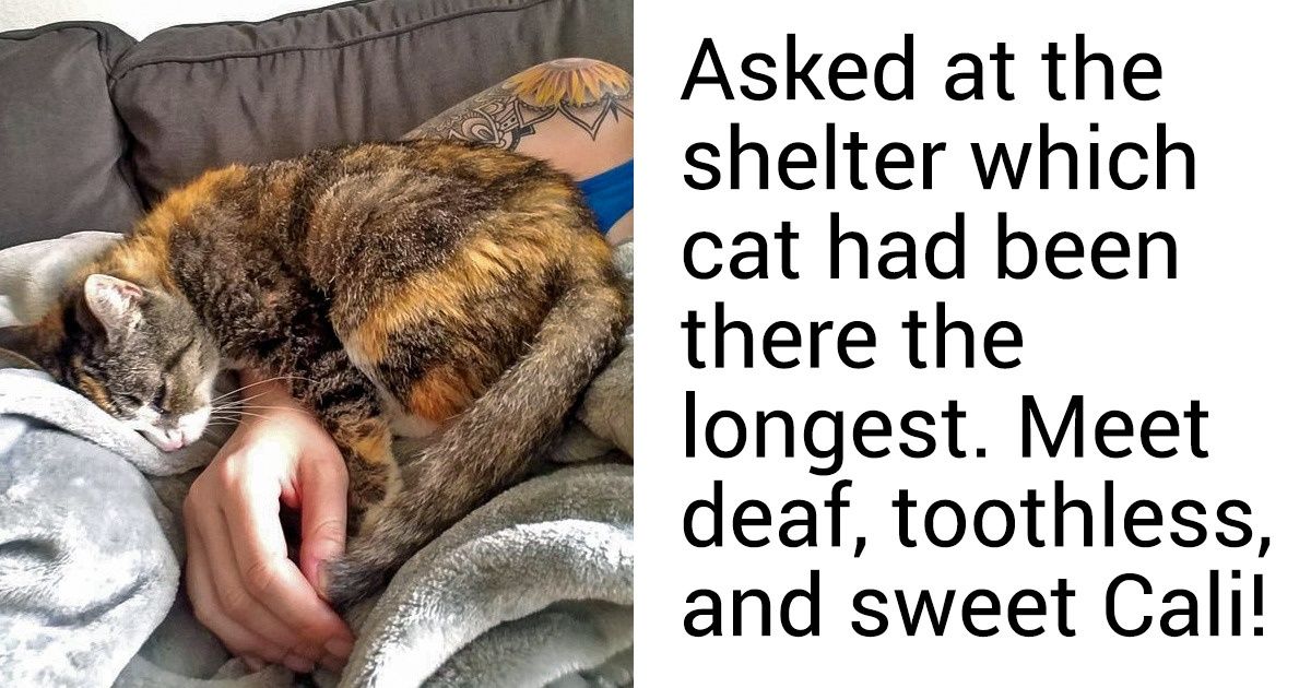 23 Animals That Used to Be Homeless and Now Have Families