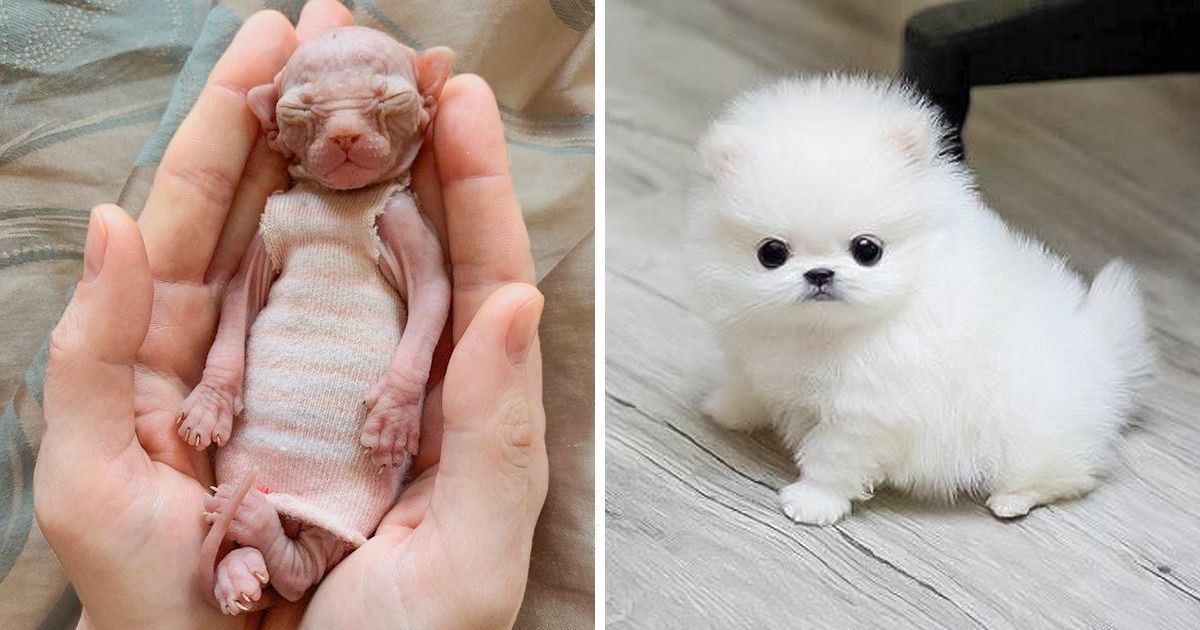 15+ Pets That Will Brighten Your Day, Right Here and Right Now 15+ Pets That Will Brighten Your Day, Right Here and Right Now
