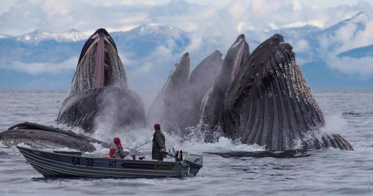 The Most Perfectly Timed Photos You Will Ever See