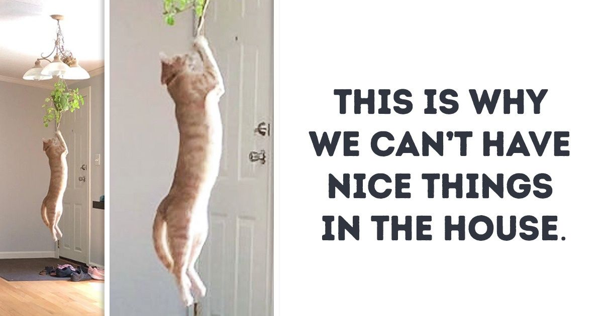 20 Animals Who Lost Their Manuals and Forgot How to Behave