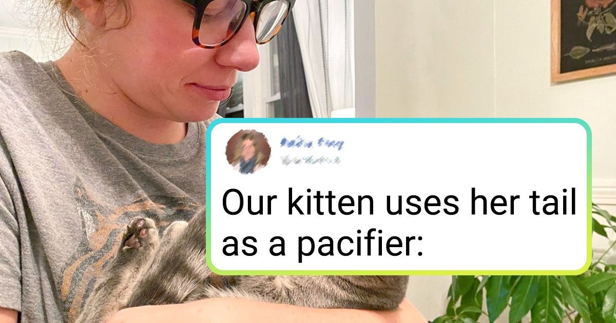 20 Pets Who Know How to Add a Spark of Madness to Their Humans’ Lives