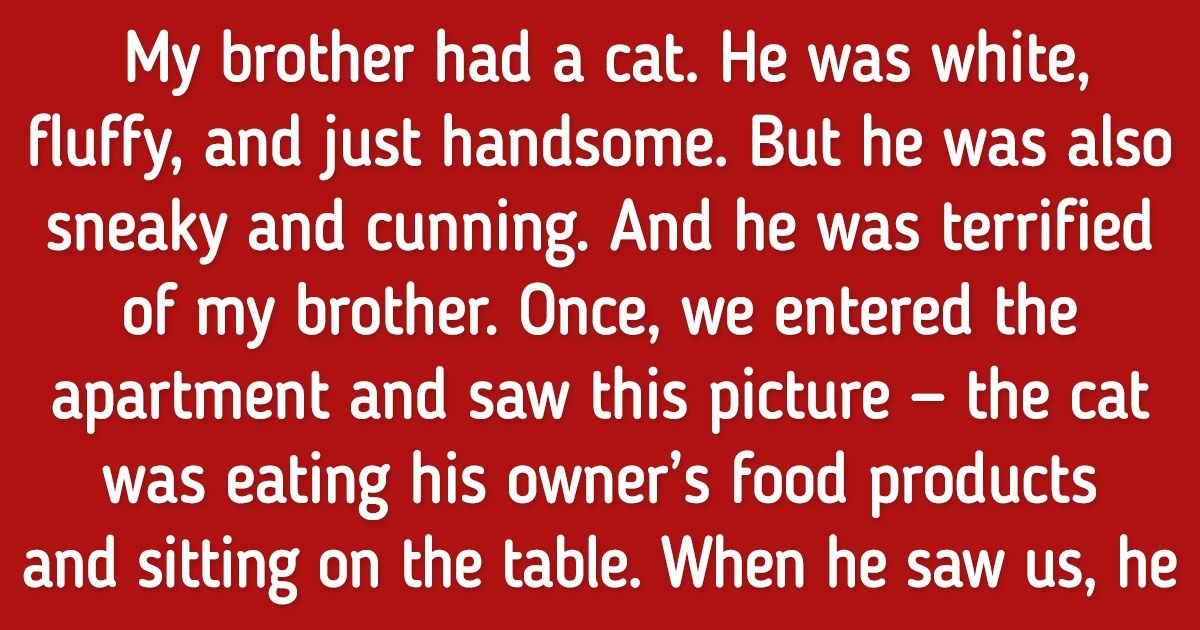 20+ Cat Owners Shared the Absurd Pranks Their Insolent Pets Pulled 20+ Cat Owners Shared the Absurd Pranks Their Insolent Pets Pulled