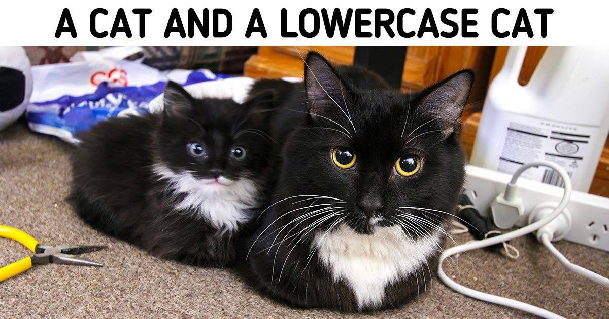 20+ Purrfect Cat Photos That Can Heal You After a Hard Day