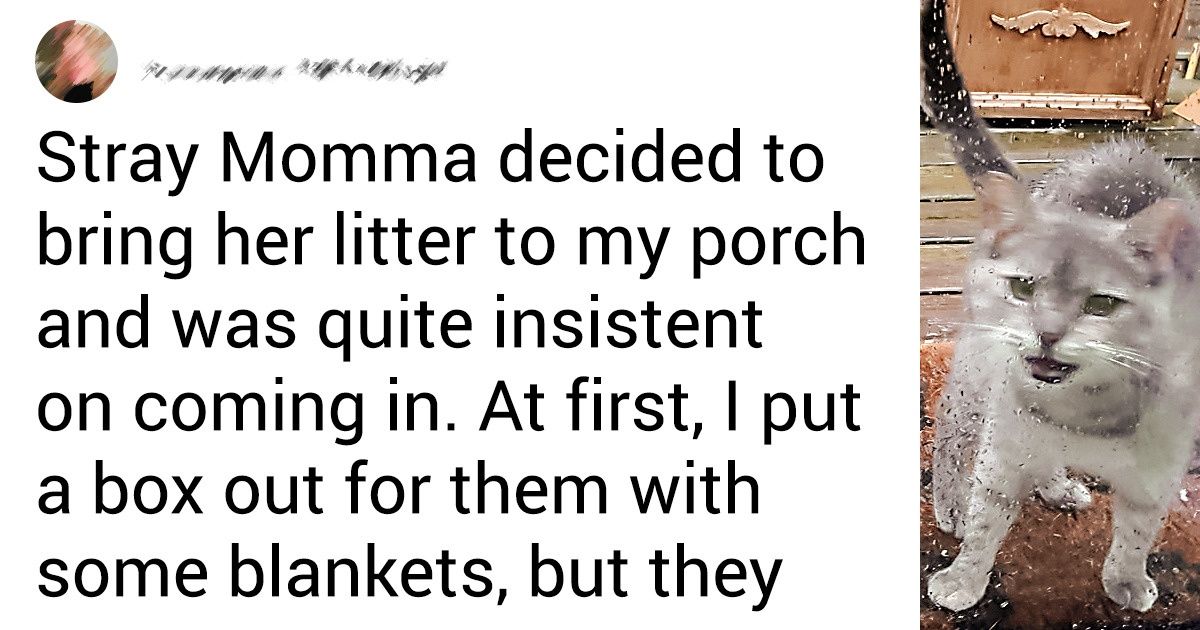 19 People Whose Pets Came and Said “From Now on I’m Living Here” 19 People Whose Pets Came and Said “From Now on I’m Living Here”