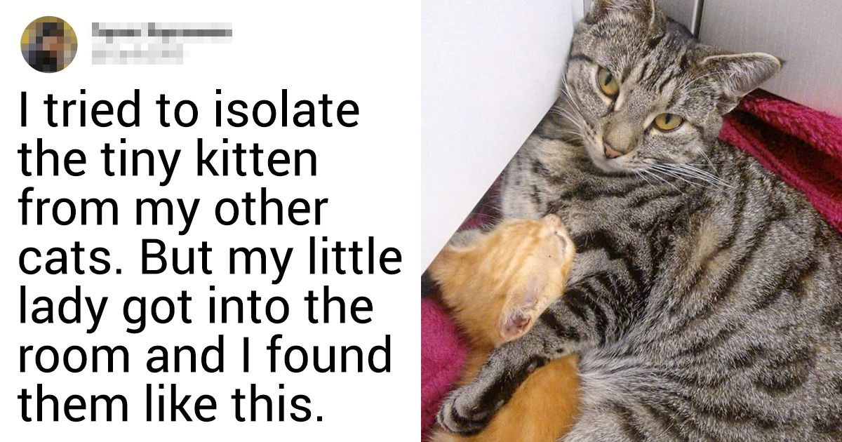 18 Bright Siders Show the Bond Between Their Pets, and It’s Total ...