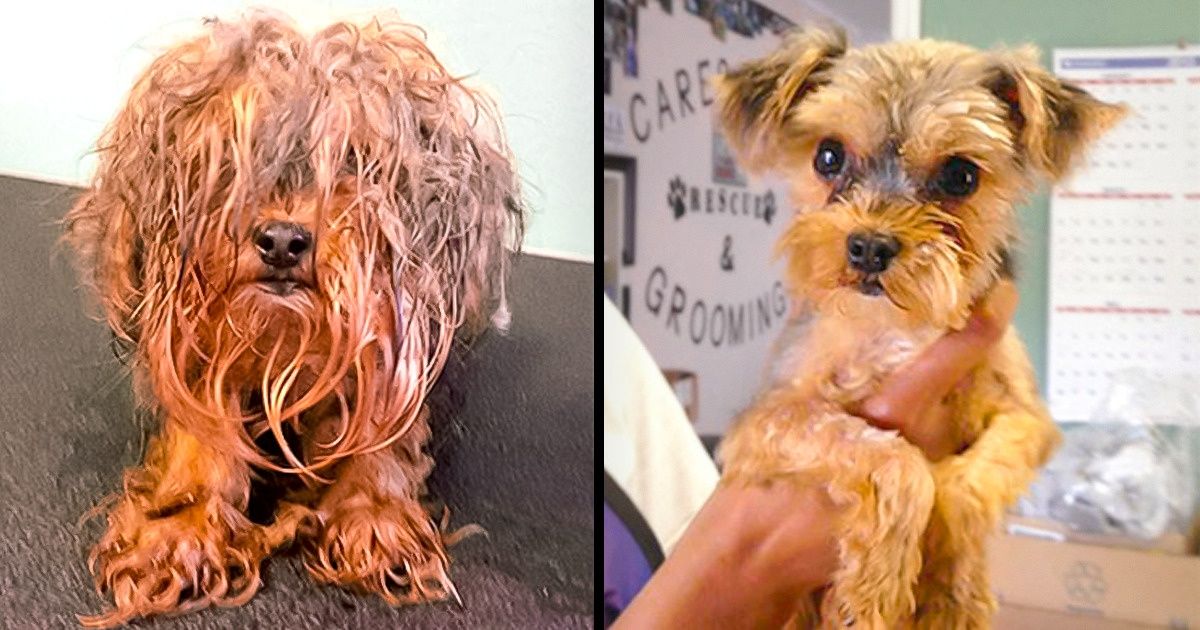 14 Photos of Dogs Before and After They Were Adopted by Truly Kind People