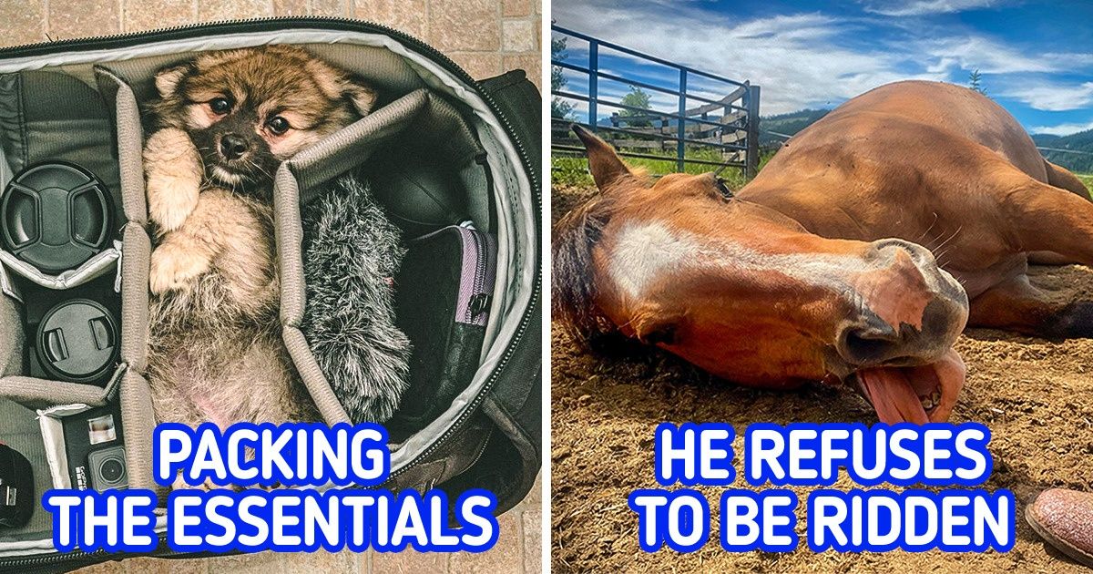 20 Pics That Will Hand-Deliver Serotonin Right to Your Door 20 Pics That Will Hand-Deliver Serotonin Right to Your Door