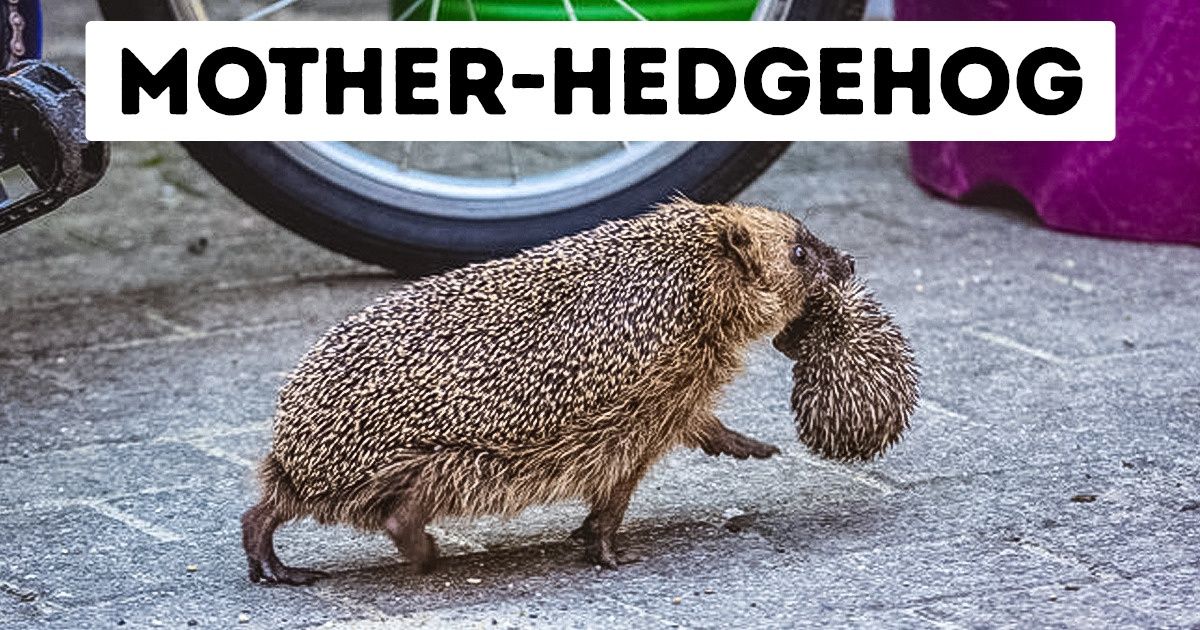 10+ Well-Known Animals Who Still Know How to Surprise Us 10+ Well-Known Animals Who Still Know How to Surprise Us