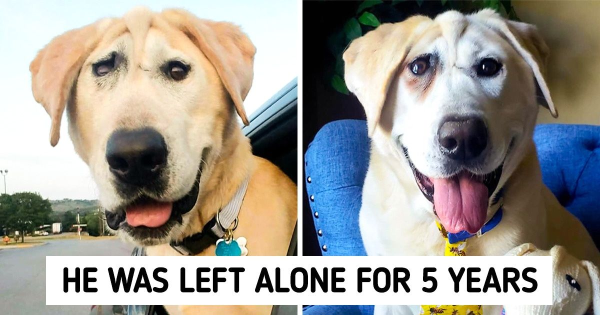 After Being Abandoned Twice Because of His Looks, This Dog With a Facial  Deformity is Finally Getting the Love He Deserves / Bright Side
