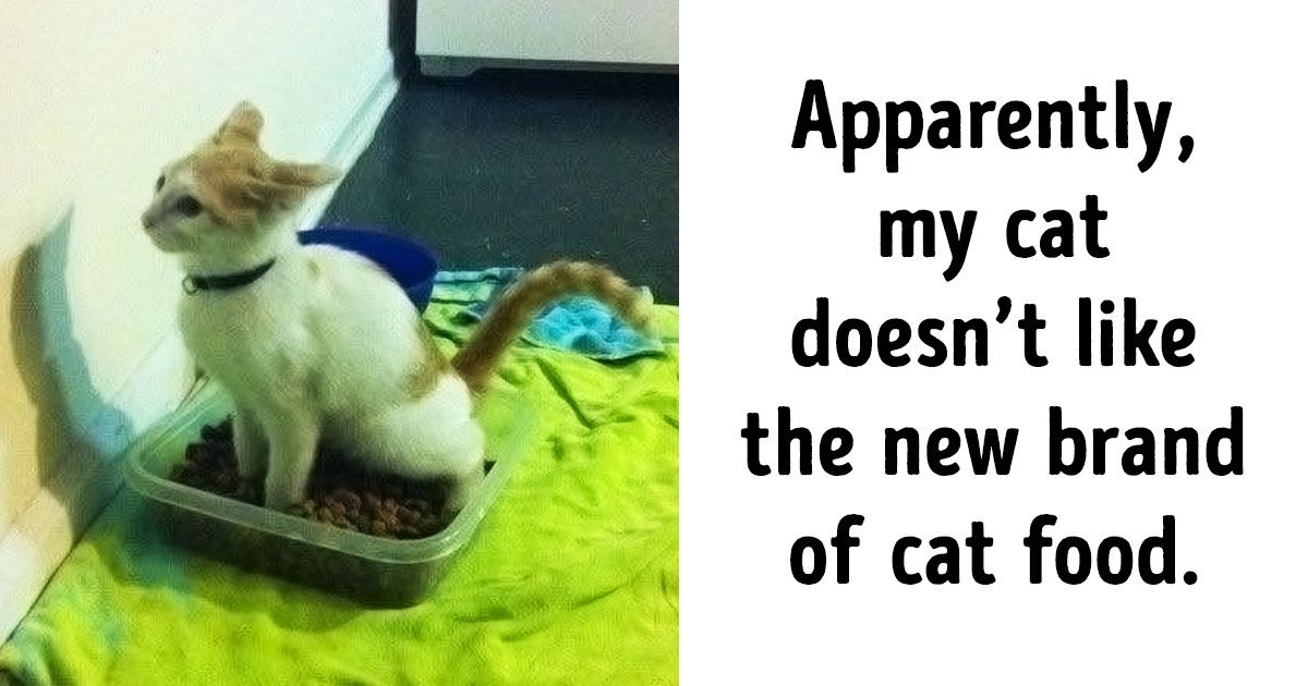 23 Rebellious Animals That Don’t Care About Humans’ Rules